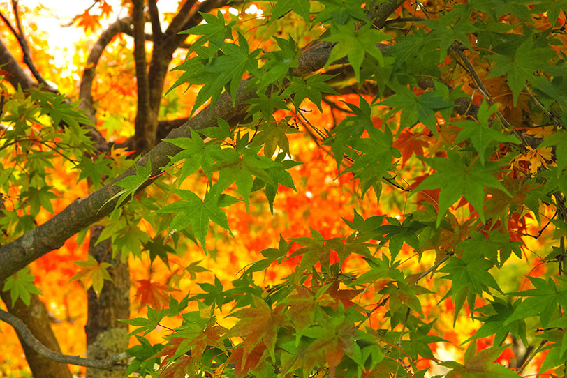 ��тɈ�ꂽ���݊��Ɋ��ɂ܂�J�e�S���[���